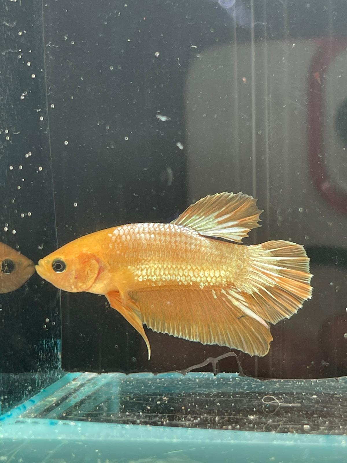 Yellow Fancy Plakat betta