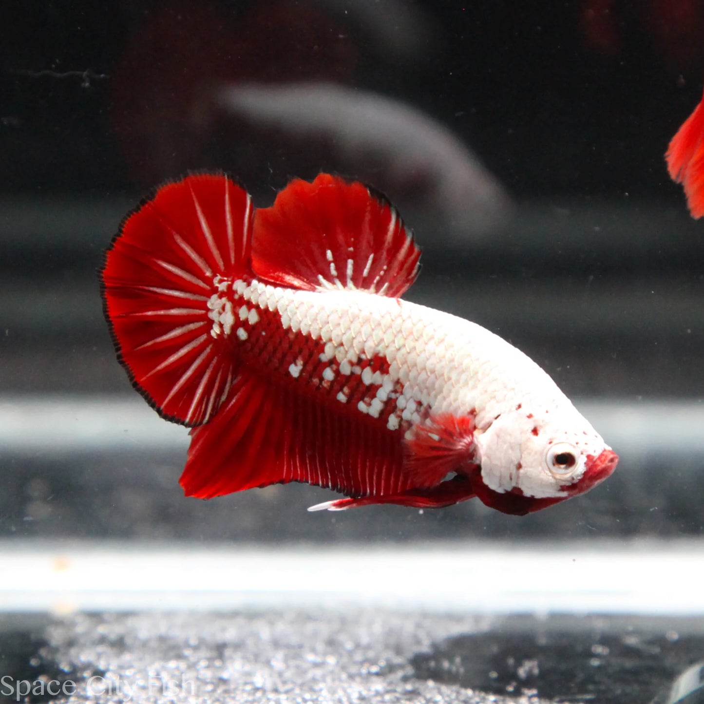 Red Samurai Betta