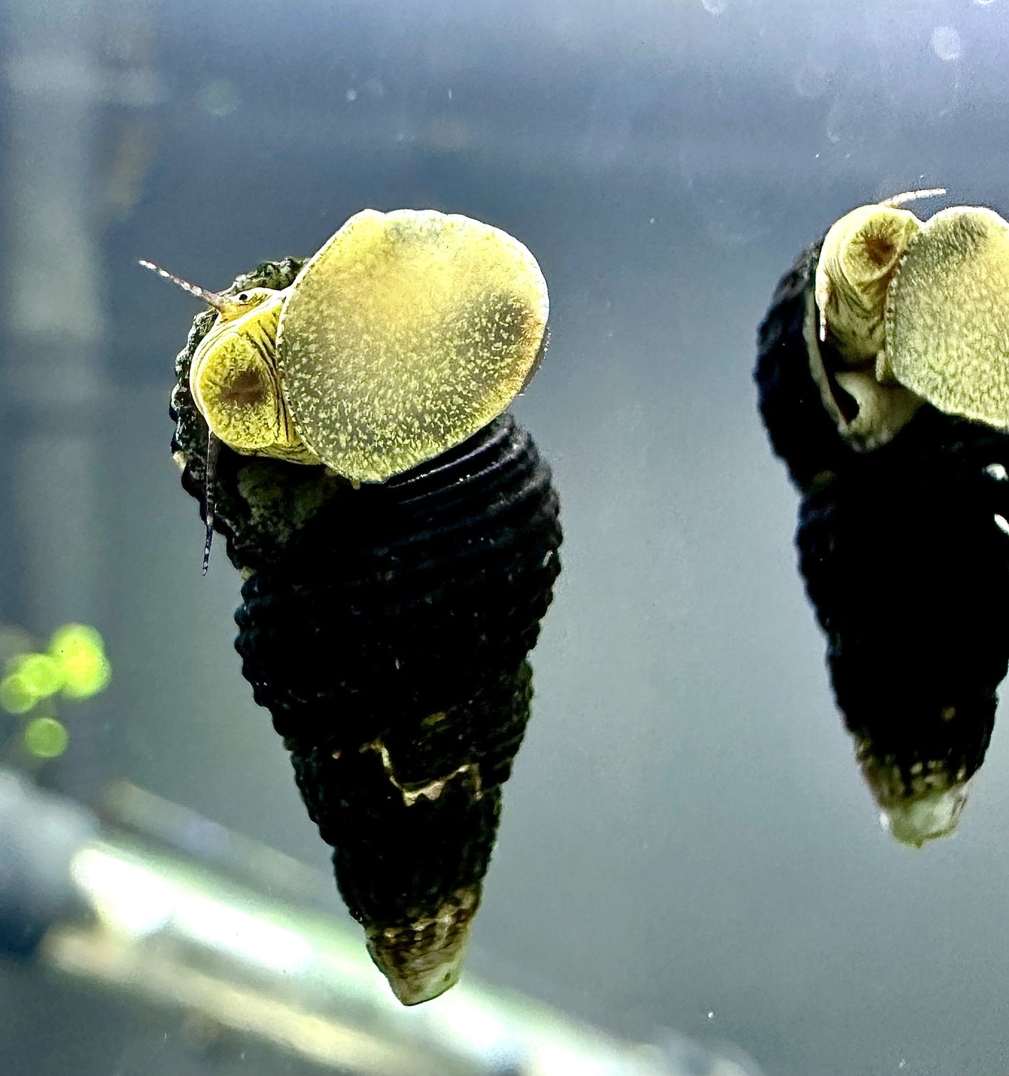 Mini golden poso Rabbit snail (Tylomelania sp. )