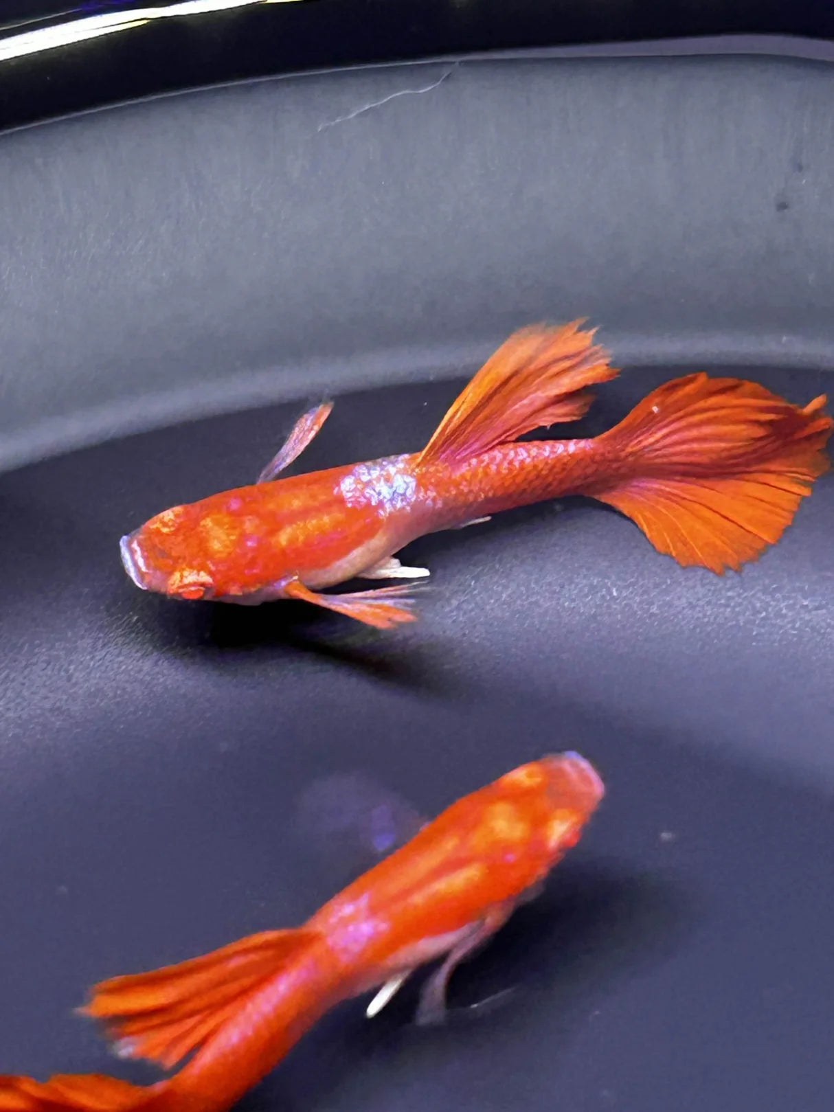 Guppy Albino Tuxedo Red White Ear (mixed grade)