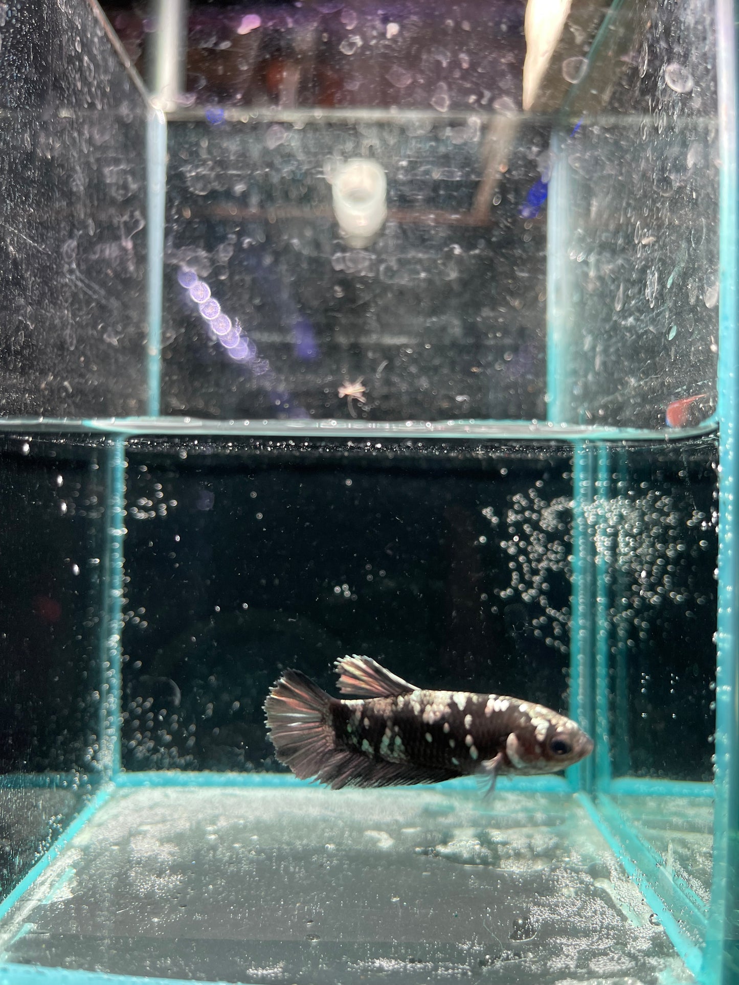 Avatar Betta