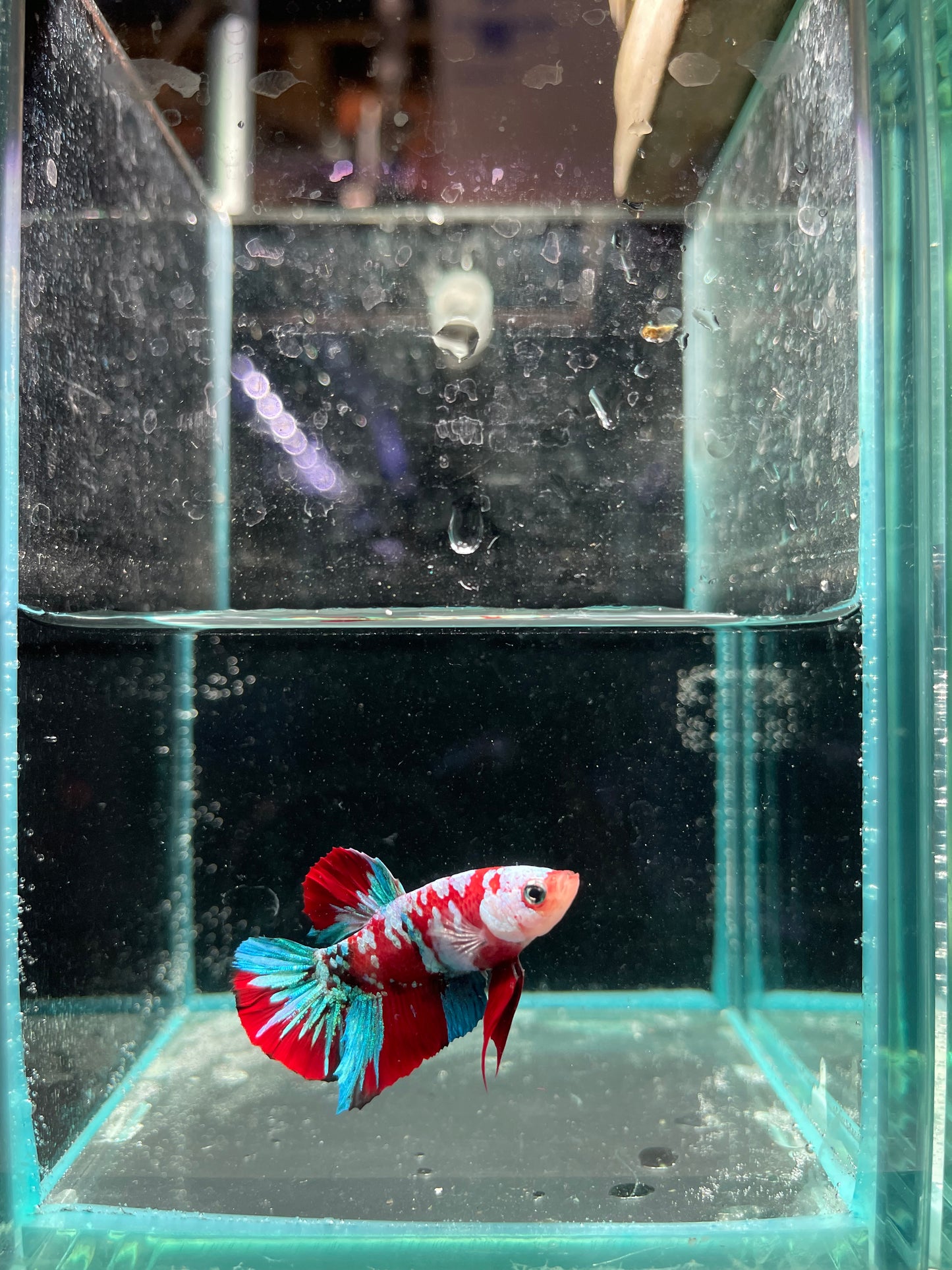 Male Koi Galaxy Betta (Grade A)