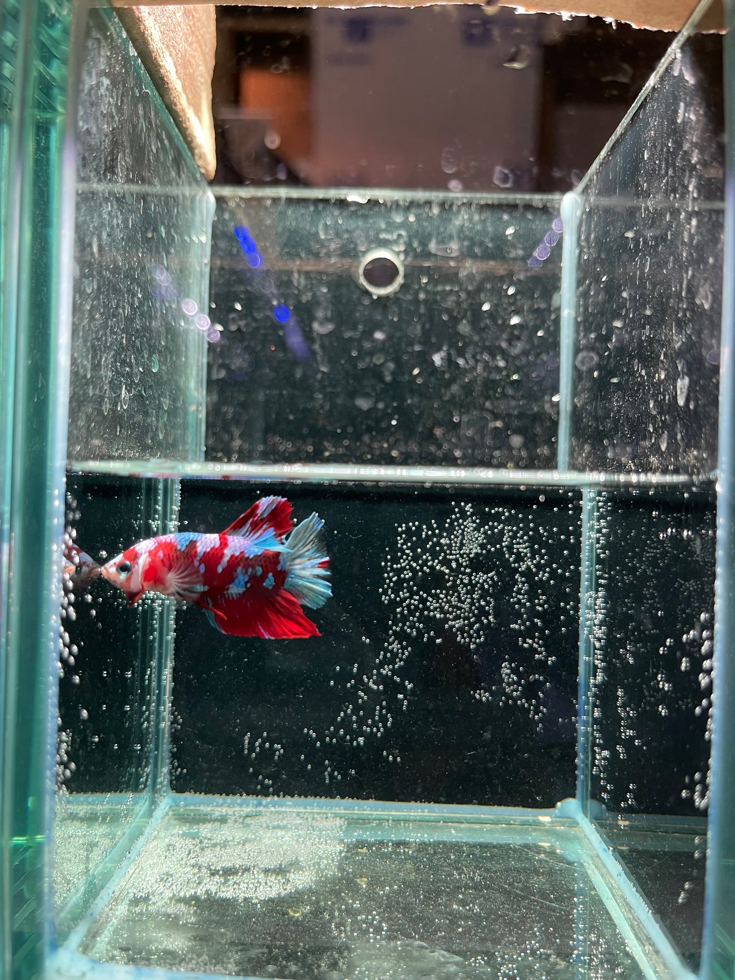 Male Koi Galaxy Betta (Grade A)