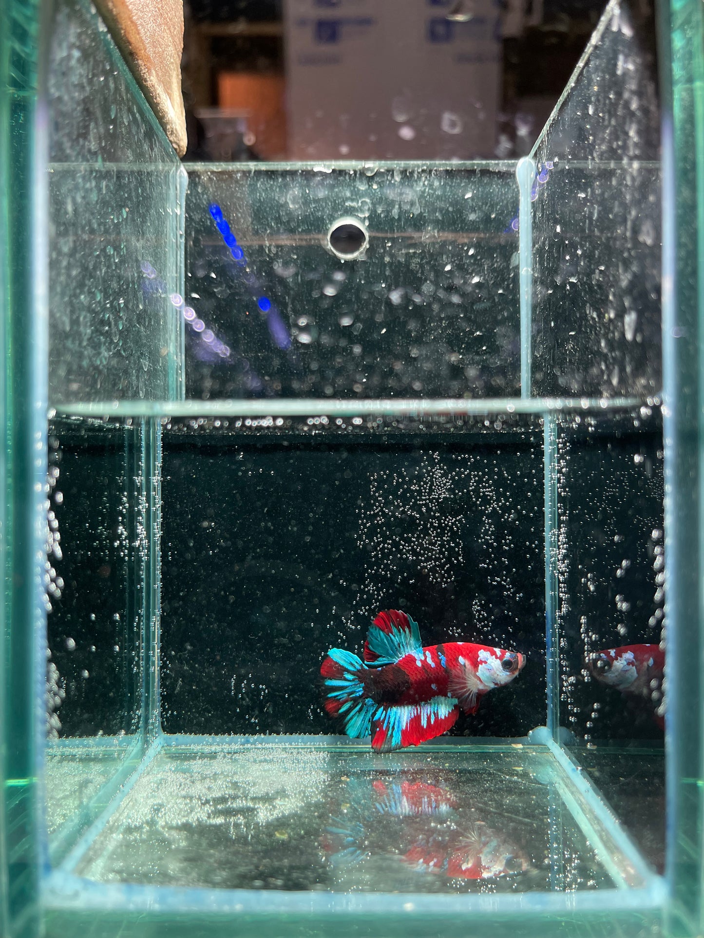 Male Koi Galaxy Betta (Grade A)