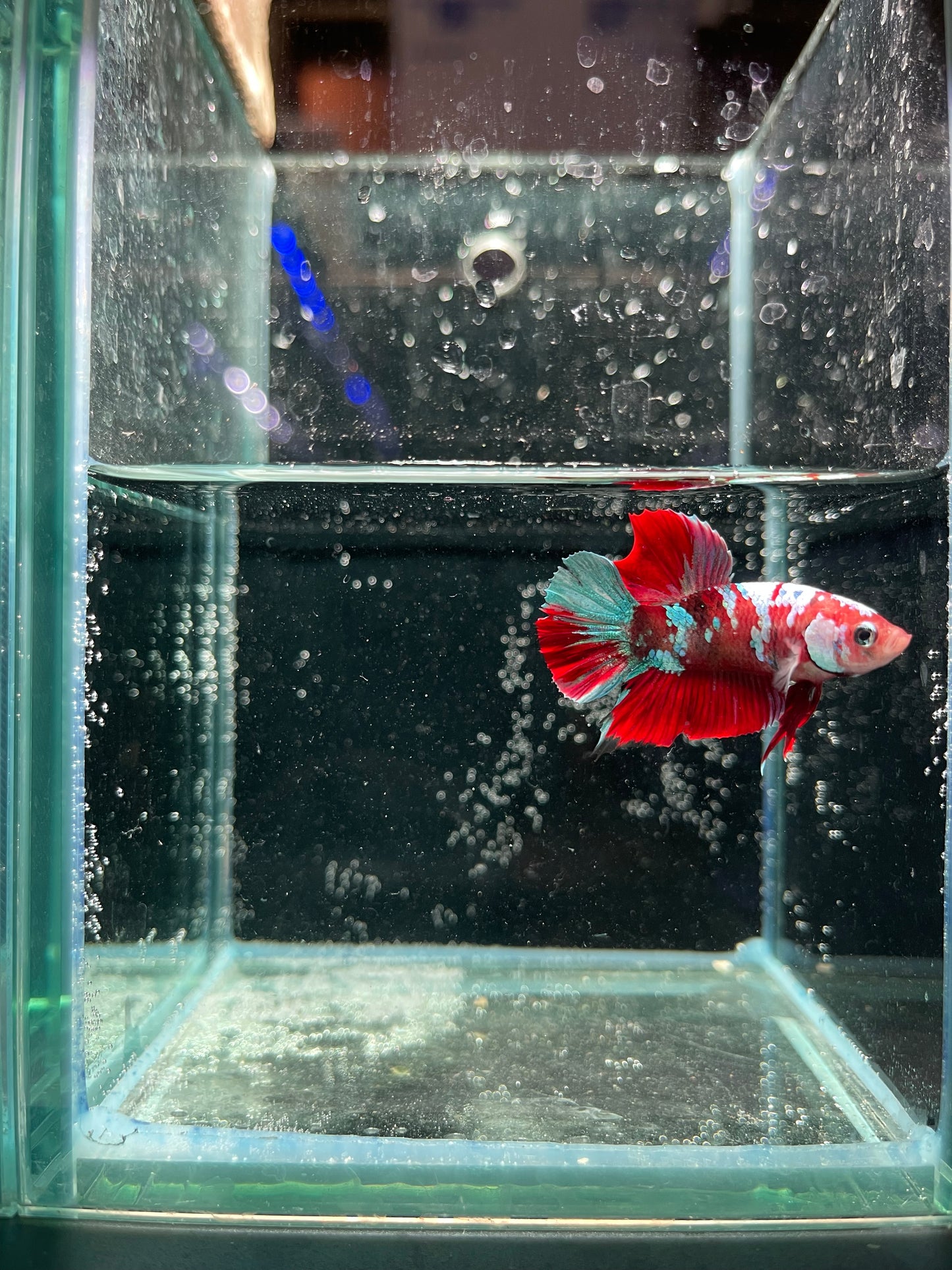 Male Koi Galaxy Betta (Grade A)