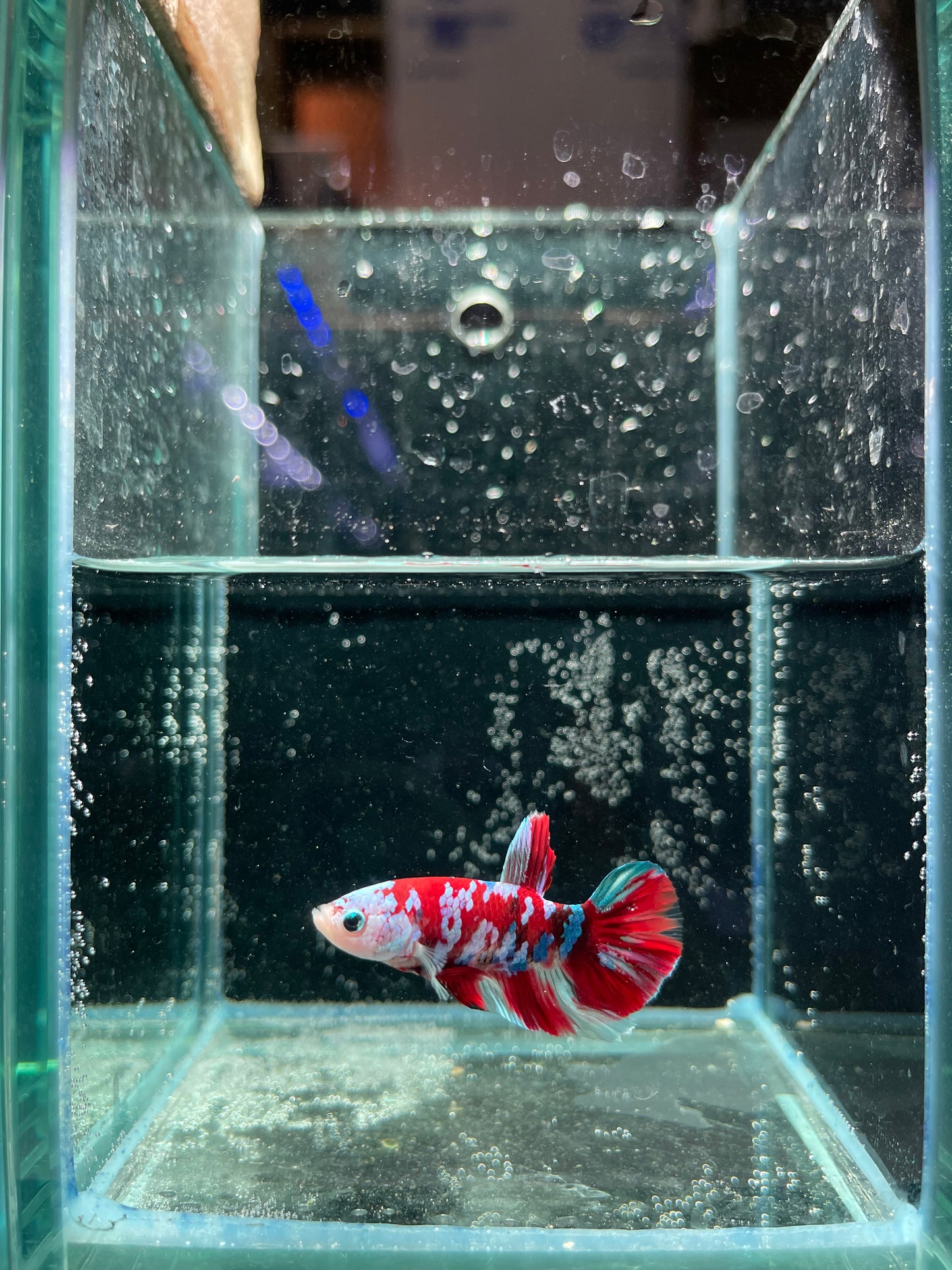 Male Koi Galaxy Betta (Grade A)