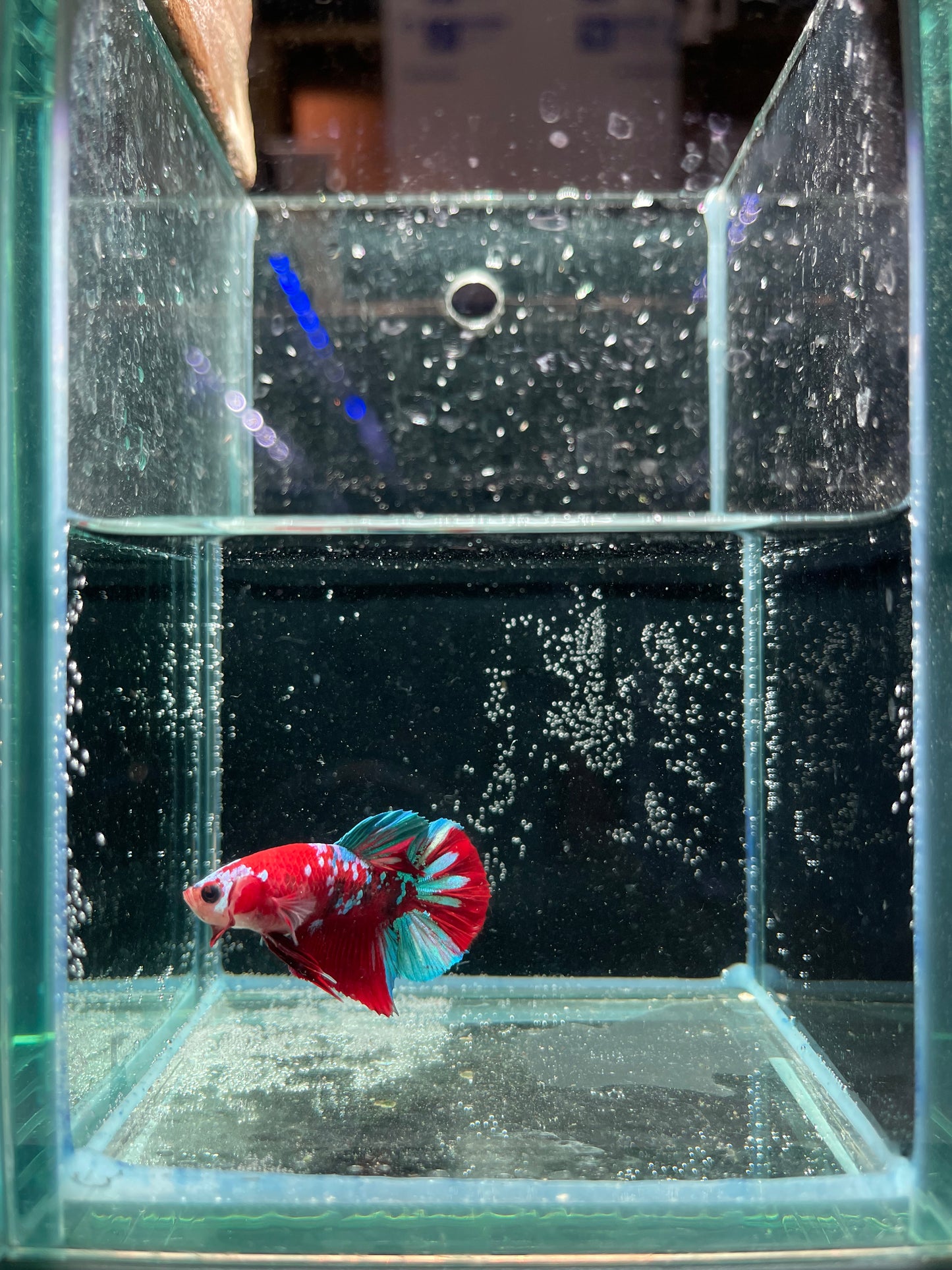 Male Koi Galaxy Betta (Grade A)