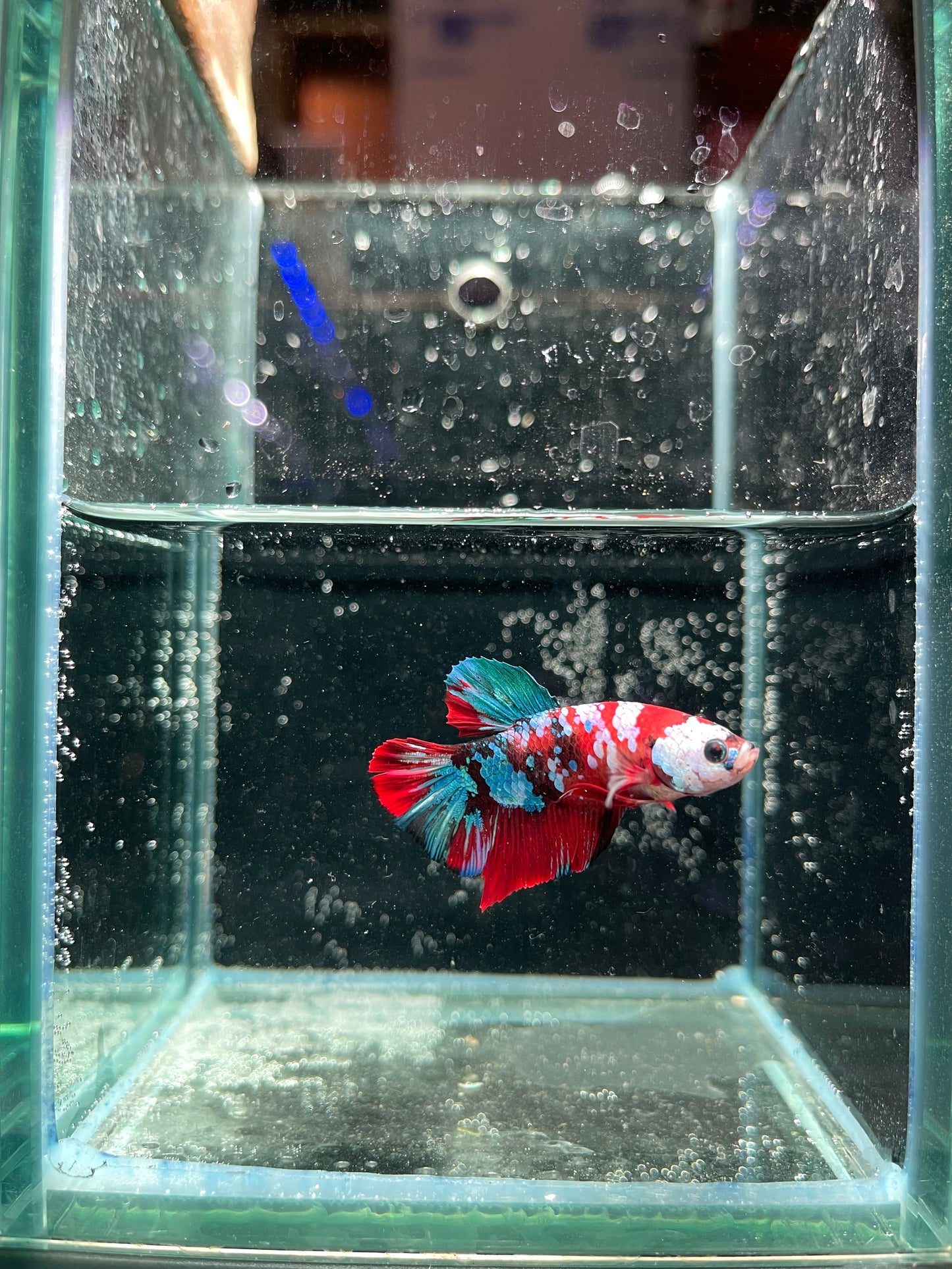 Male Koi Galaxy Betta (Grade A)