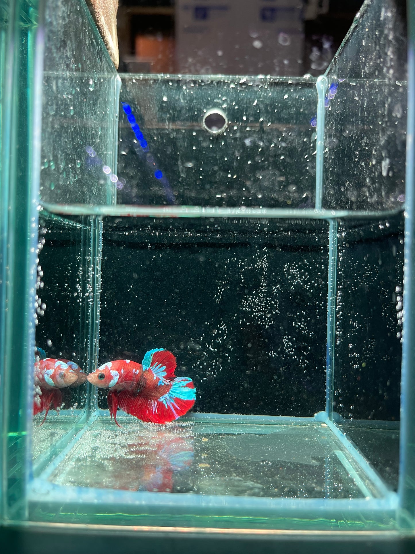 Male Koi Galaxy Betta (Grade A)