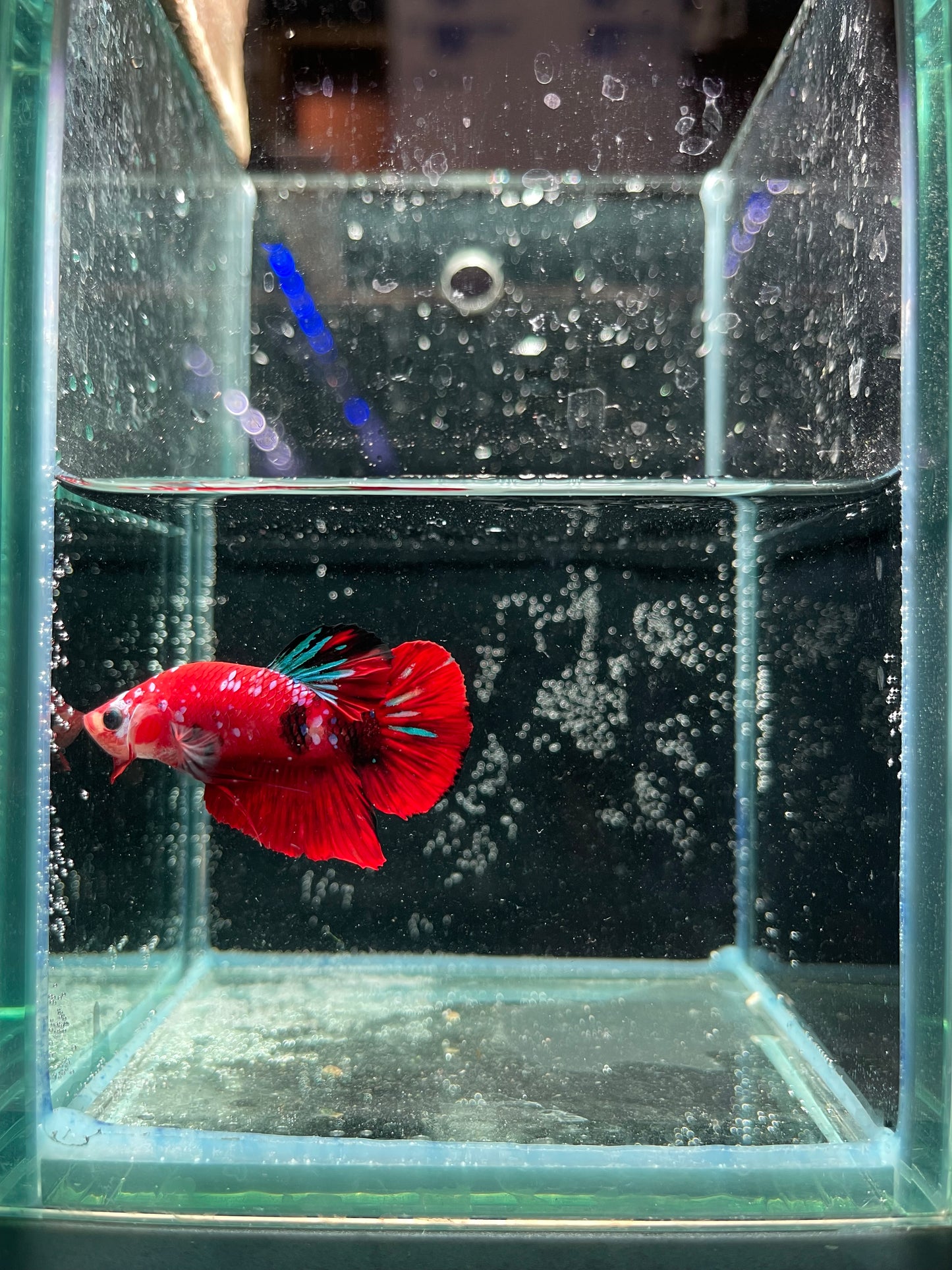 Male Koi Galaxy Betta (Grade A)