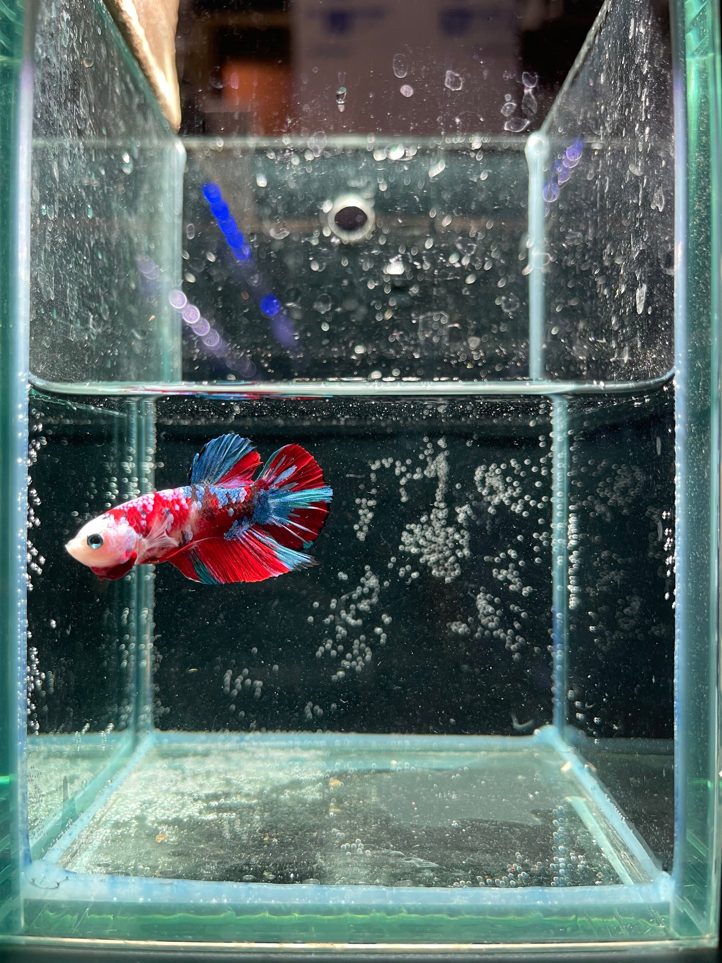 Male Koi Galaxy Betta (Grade A)