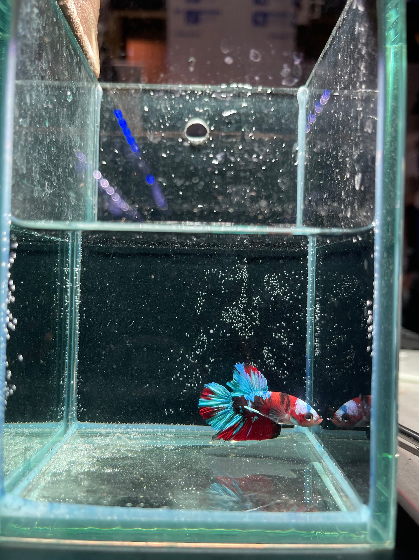 Male Koi Galaxy Betta (Grade A)