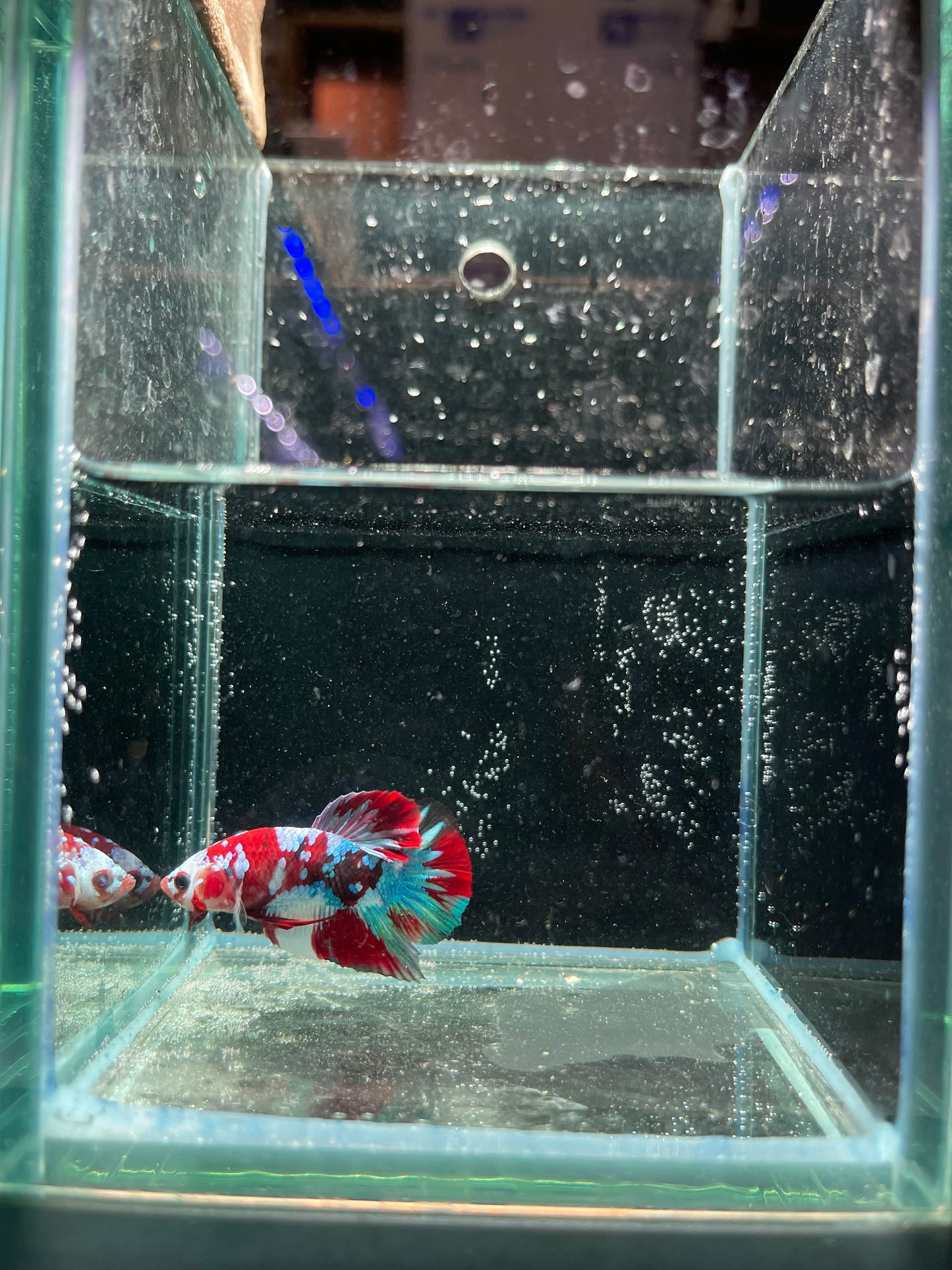 Male Koi Galaxy Betta (Grade A)