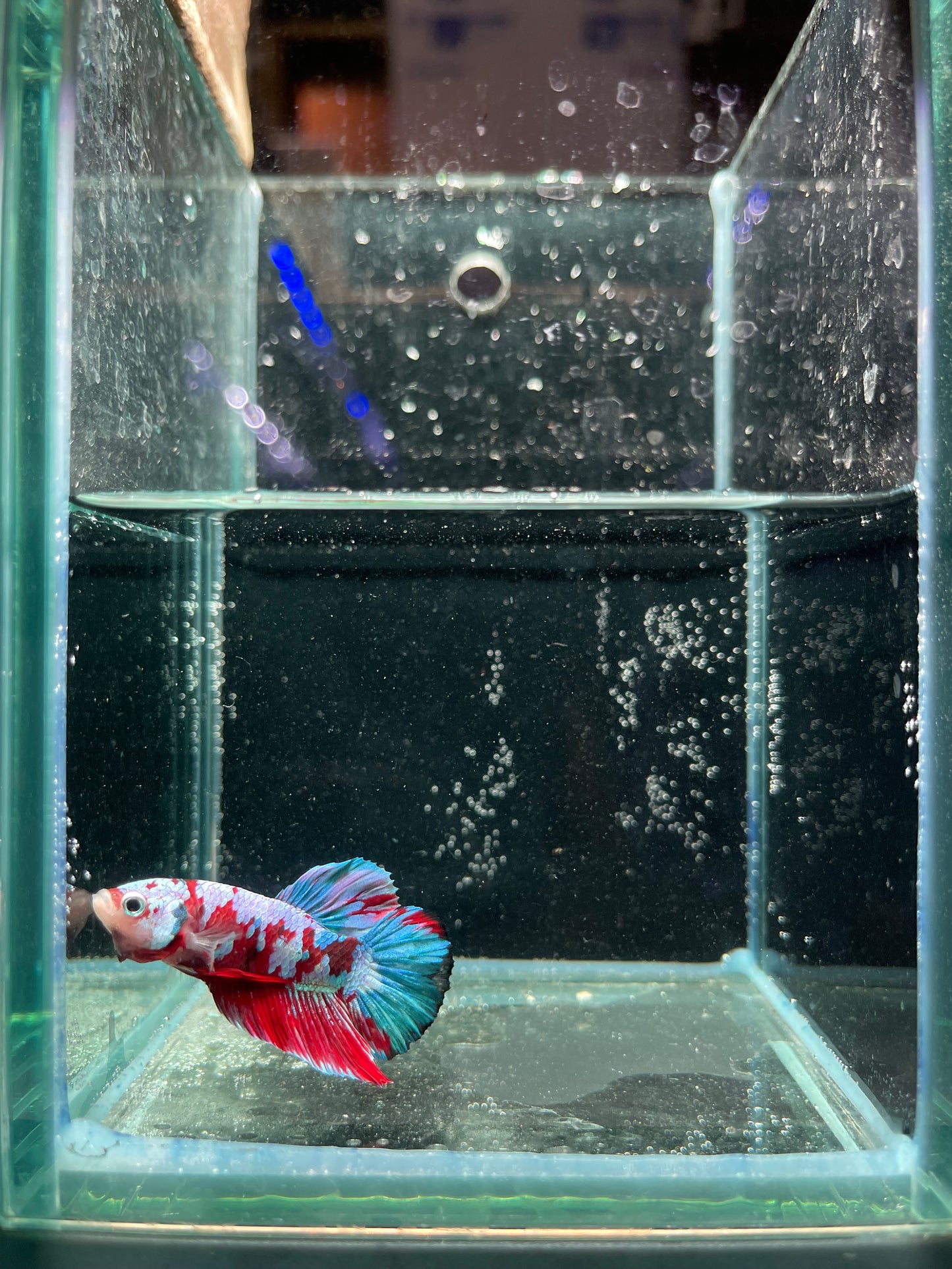 Male Koi Galaxy Betta (Grade A)