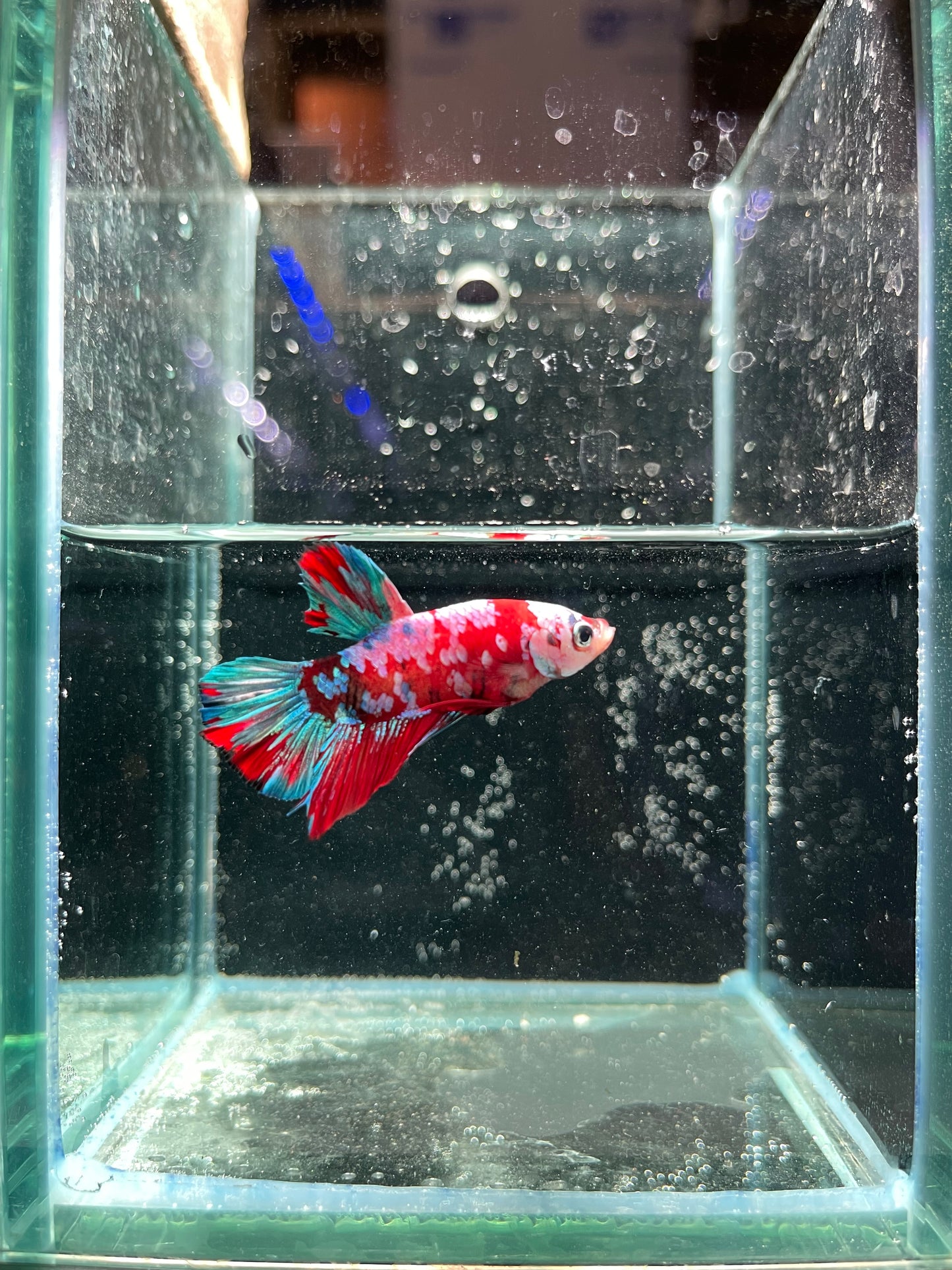 Male Koi Galaxy Betta (Grade A)