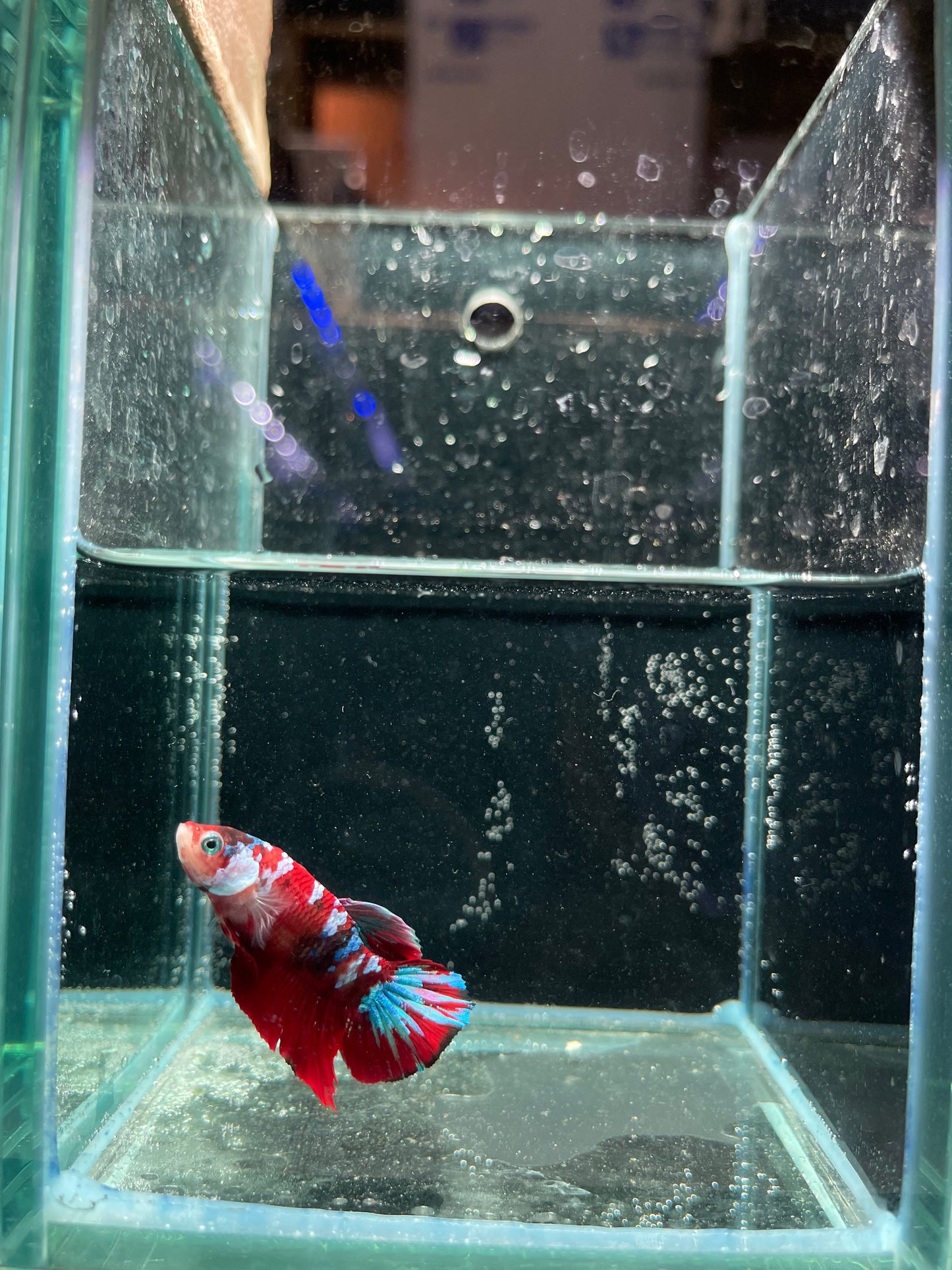 Male Koi Galaxy Betta (Grade A)