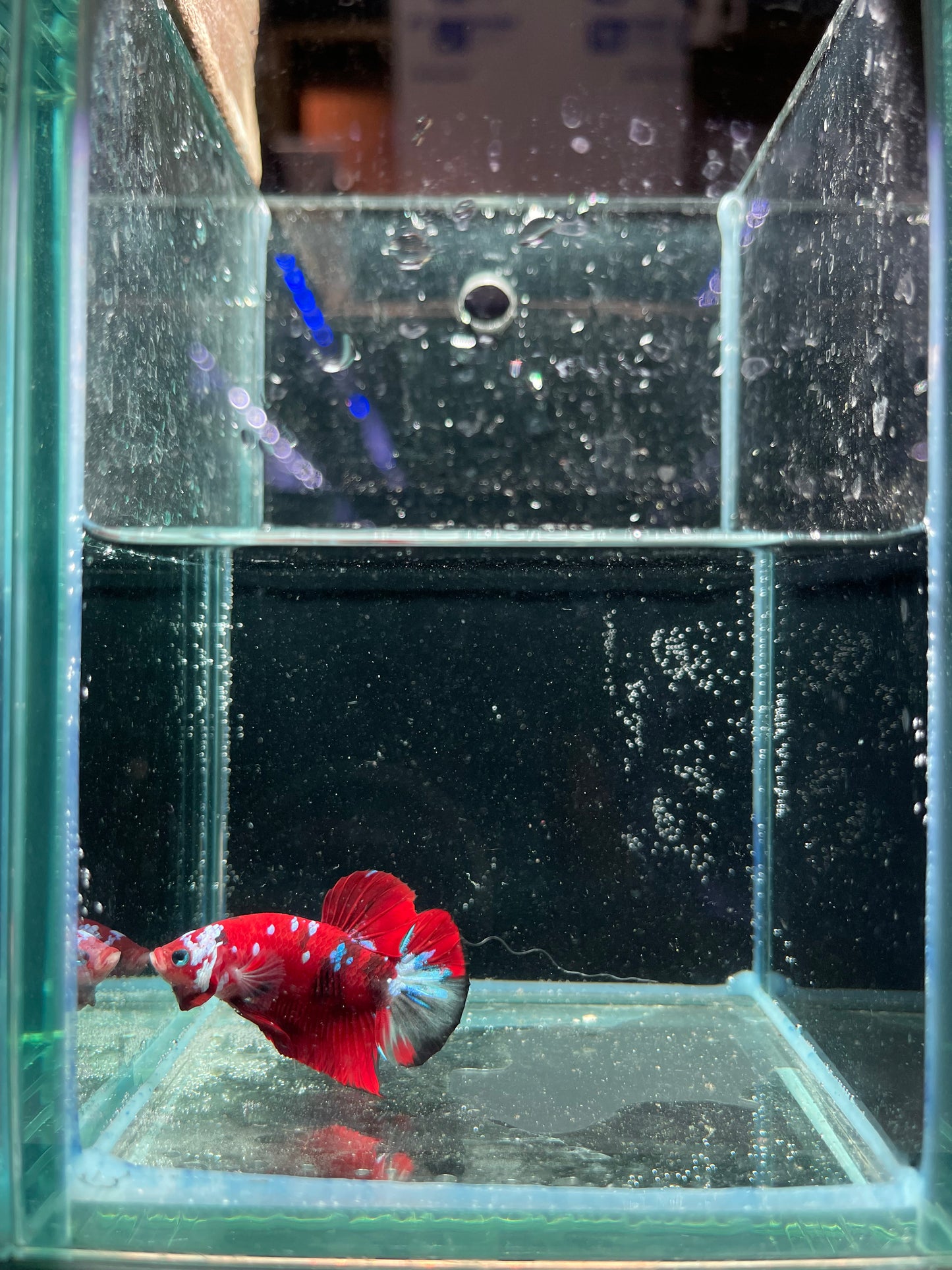 Male Koi Galaxy Betta (Grade A)