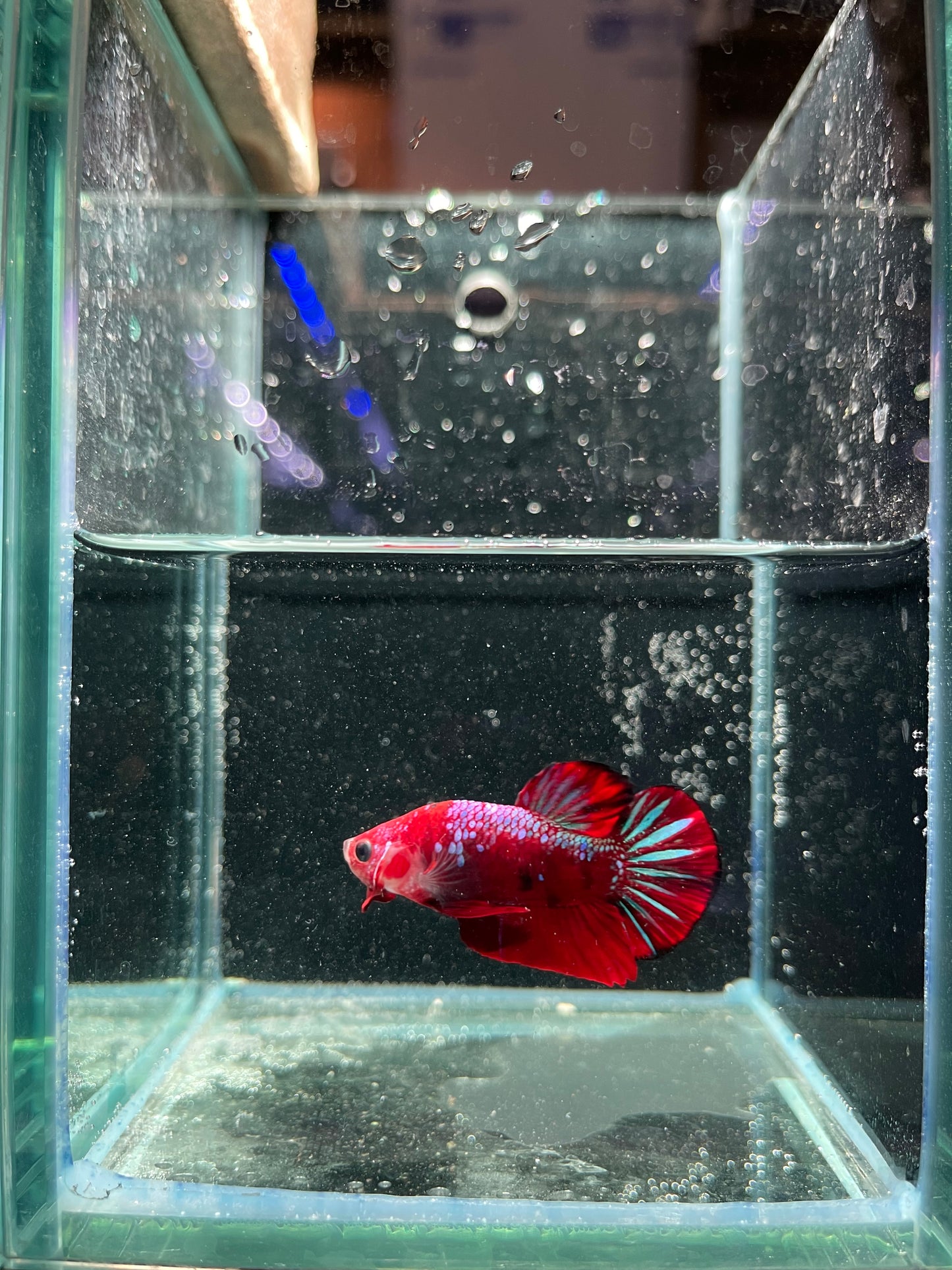 Male Koi Galaxy Betta (Grade A)