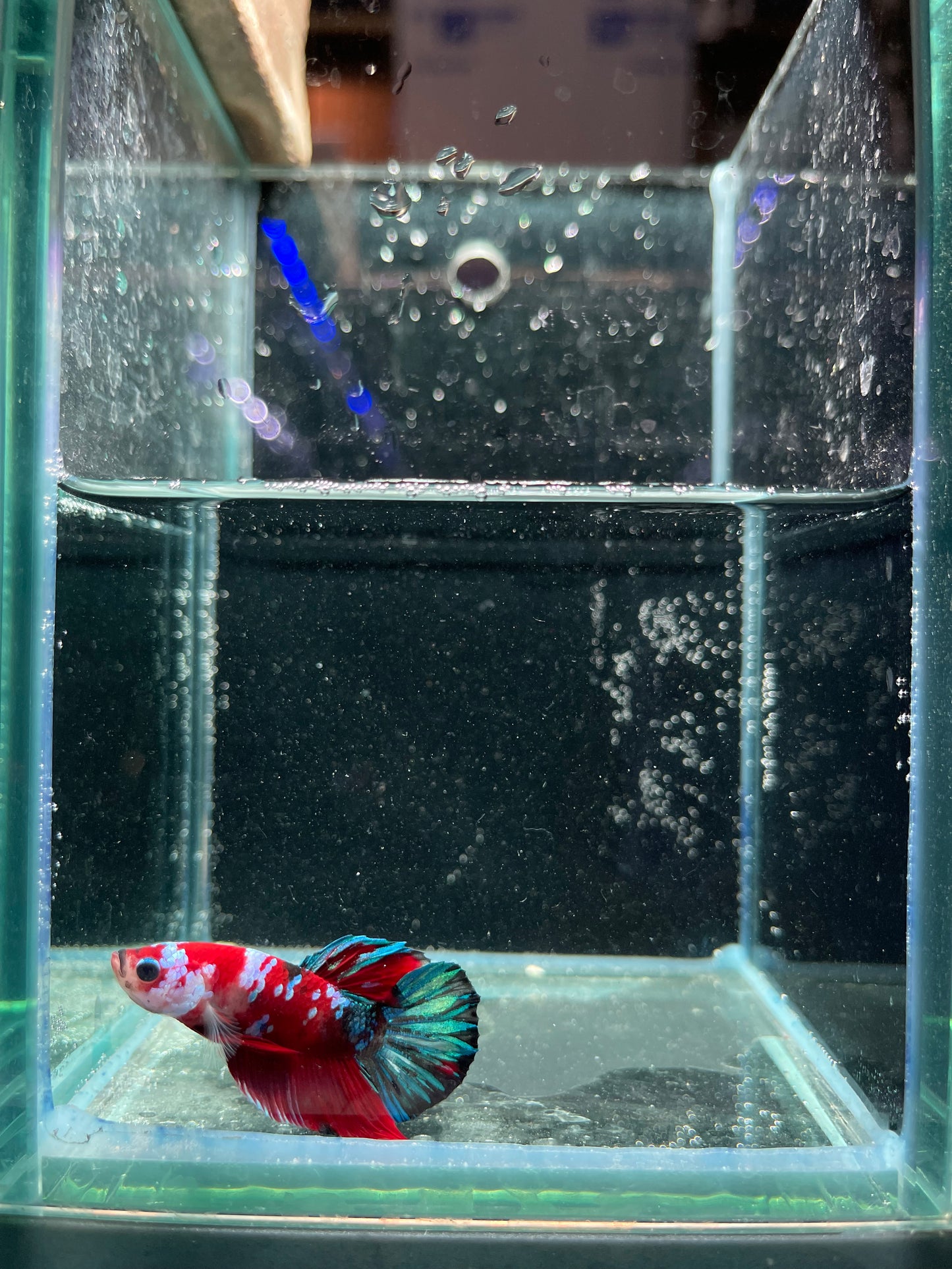 Male Koi Galaxy Betta (Grade A)