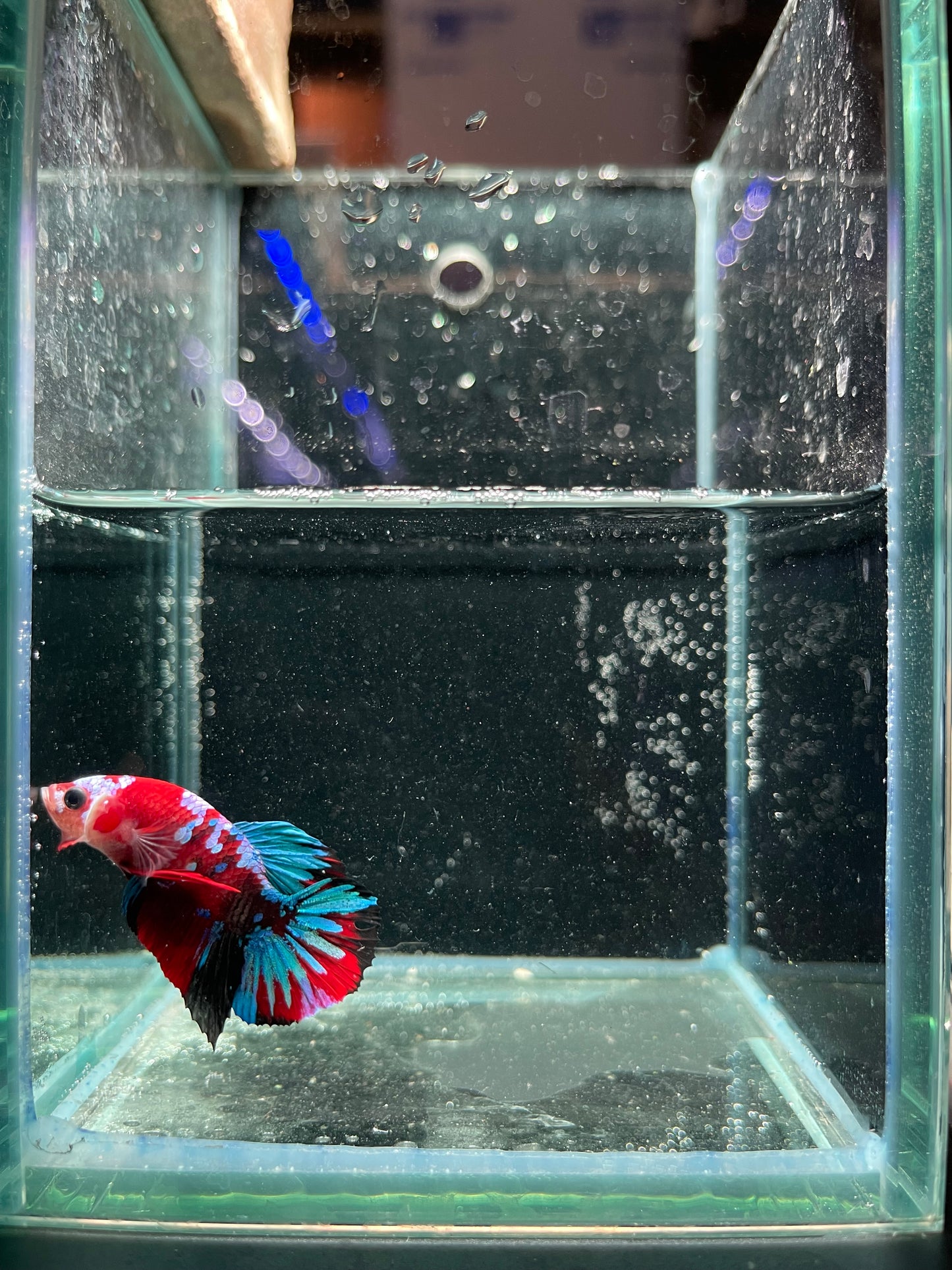 Male Koi Galaxy Betta (Grade A)