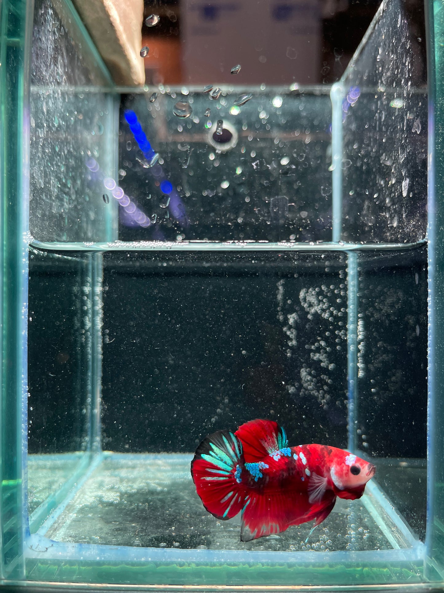 Male Koi Galaxy Betta (Grade A)