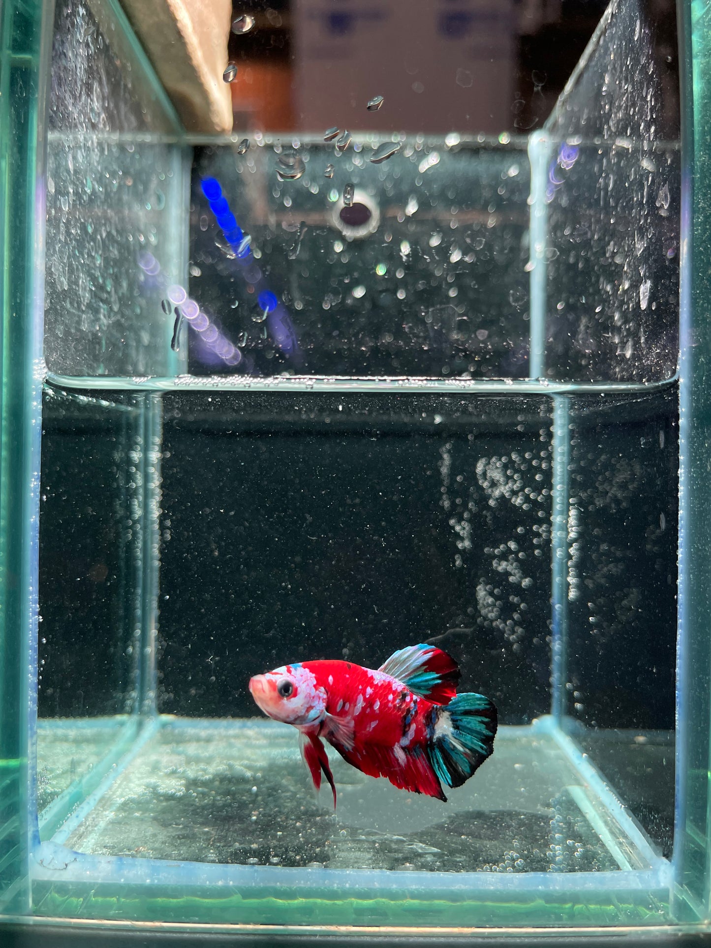 Male Koi Galaxy Betta (Grade A)