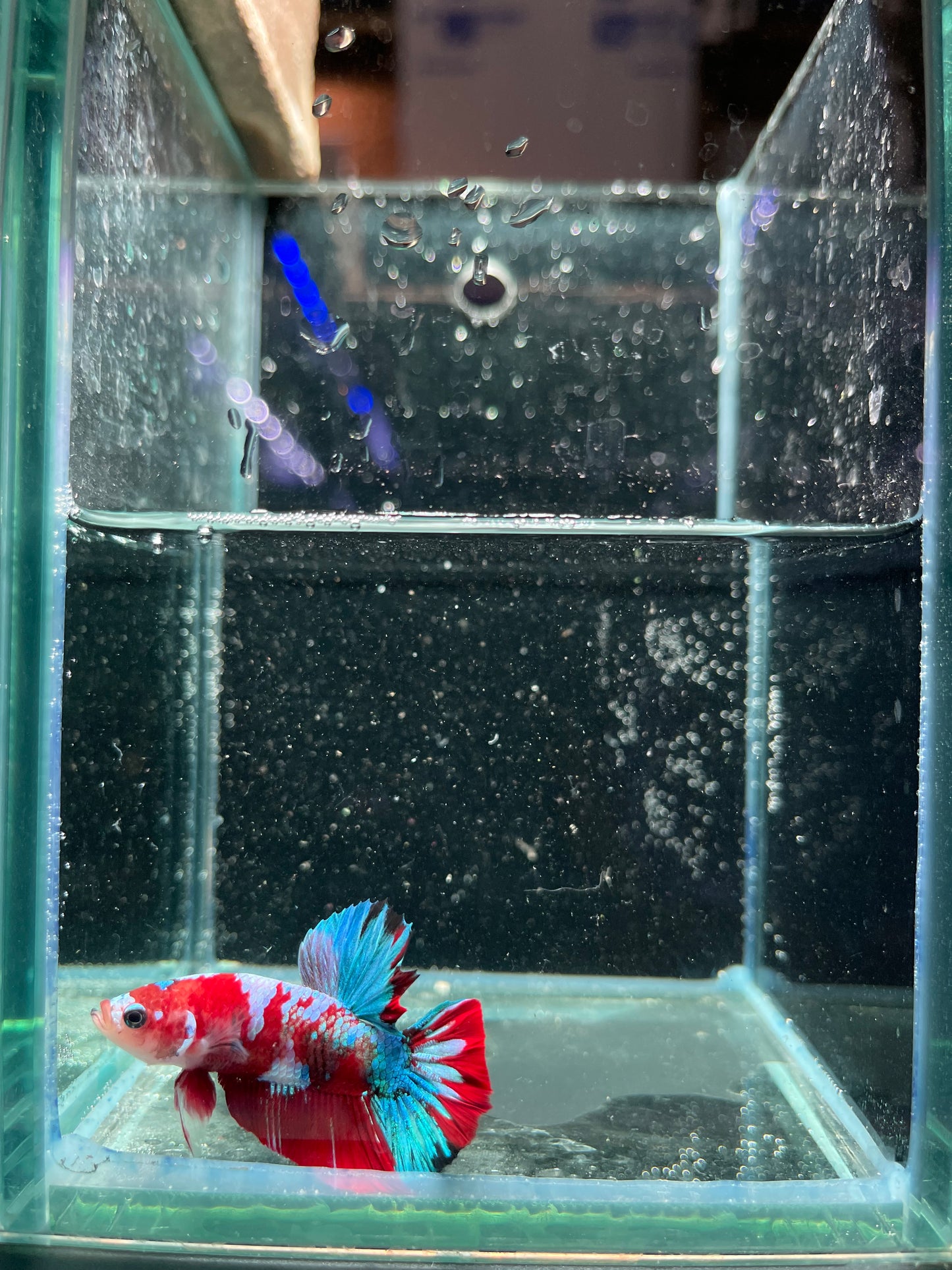 Male Koi Galaxy Betta (Grade A)