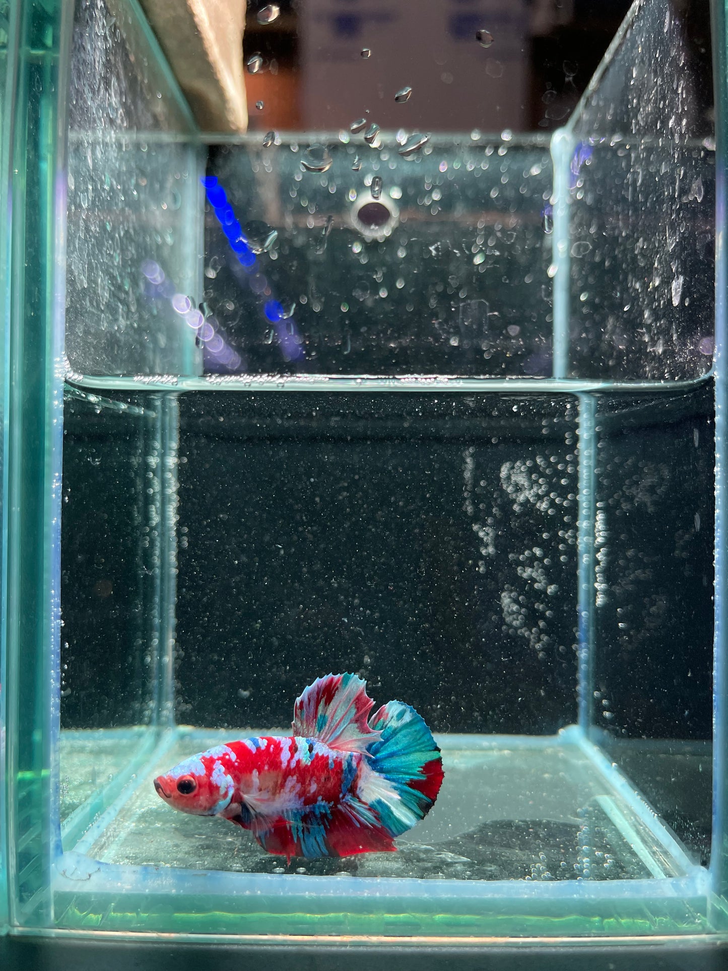 Male Koi Galaxy Betta (Grade A)