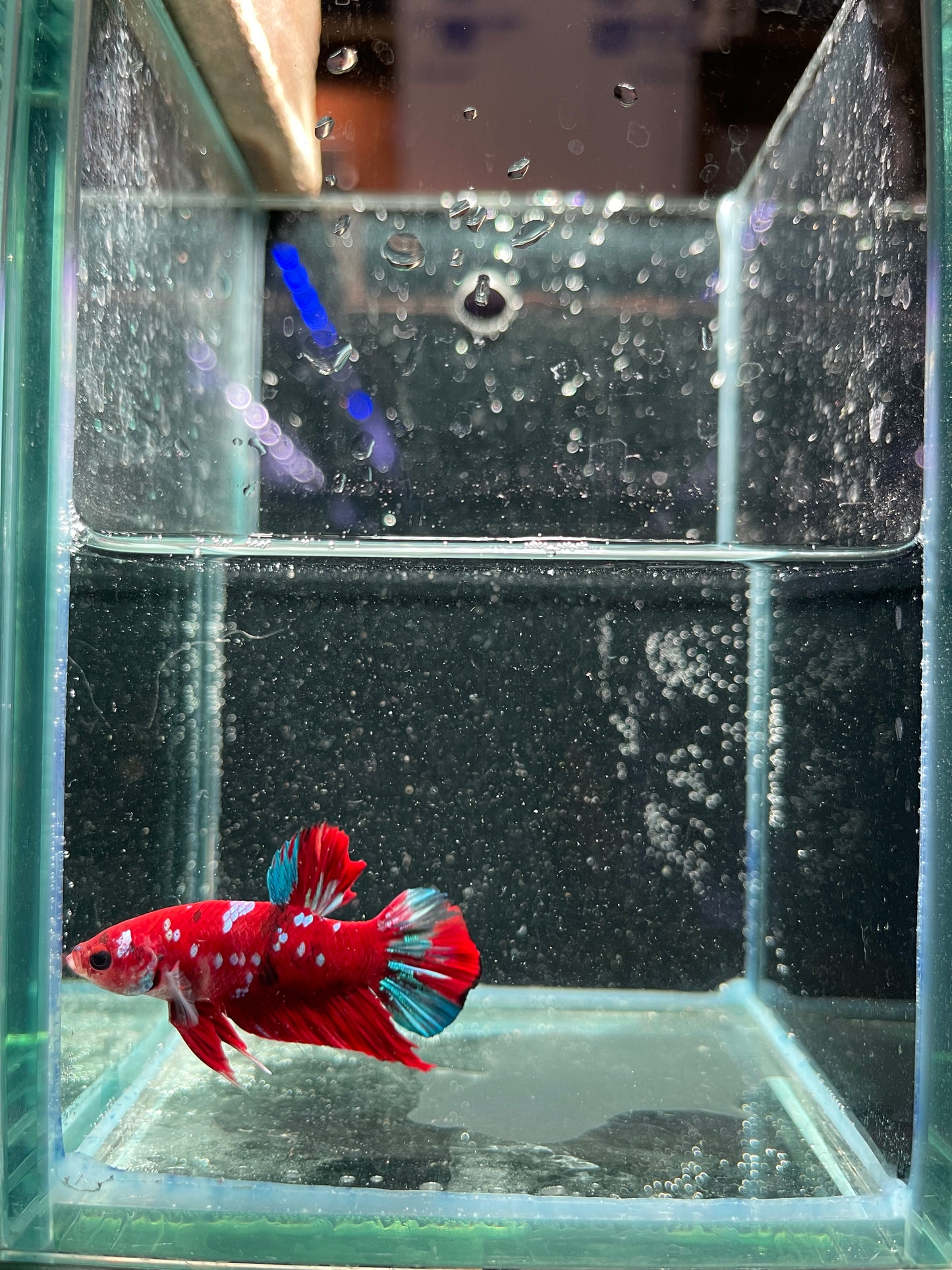 Male Koi Galaxy Betta (Grade A)