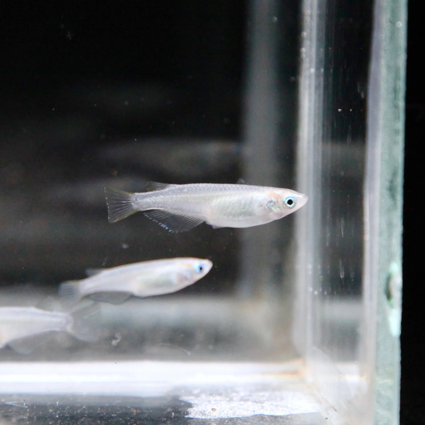 Platinum Medaka Ricefish (Oryzias latipes)