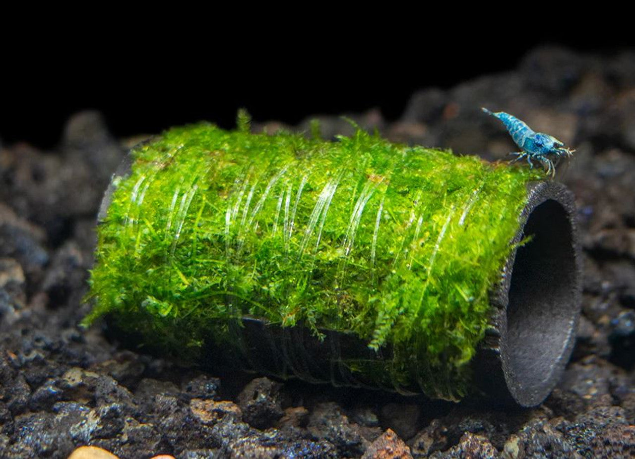 Java Moss Shelter