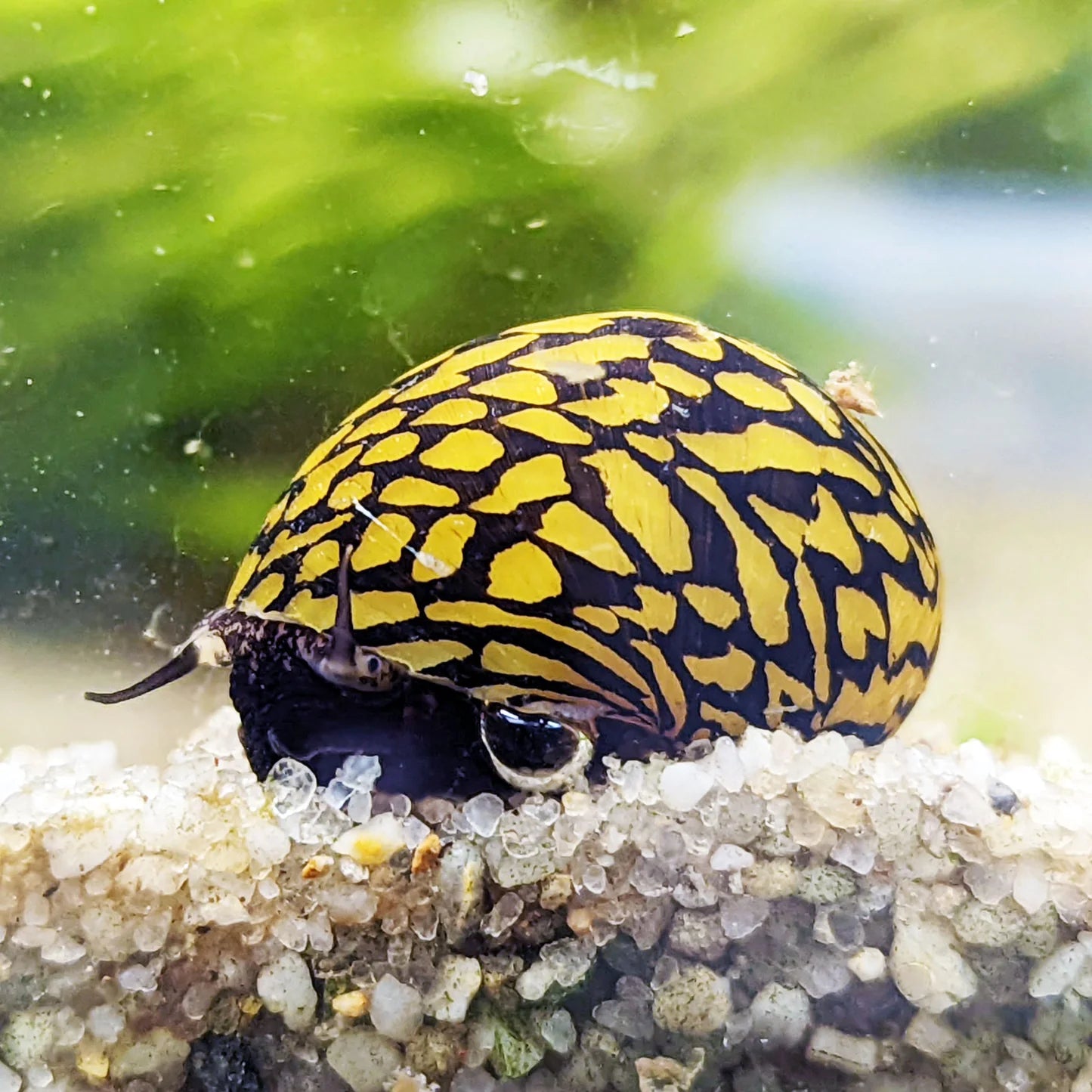 Lightning Bolt Snail (Tiger) (Neritodryas Dubia)