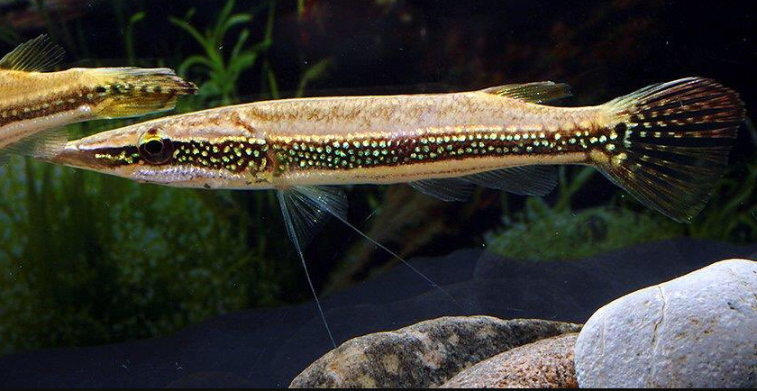 Peppermint Pikehead Gourami (Luciocephalus aura)