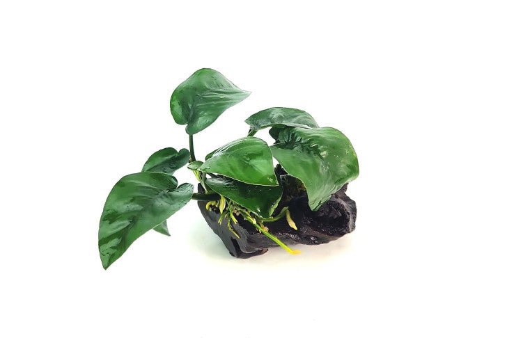 Anubias barteri butterfly on Pterocapus wood