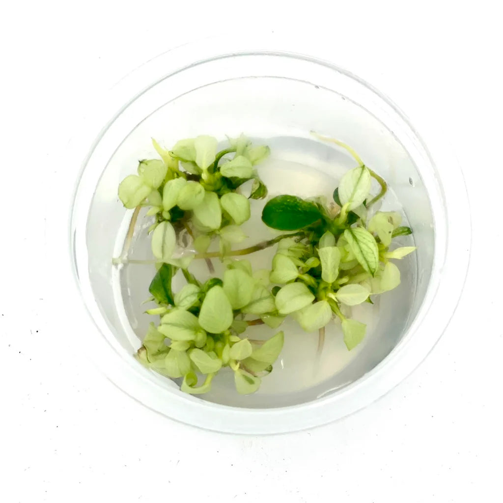 IC126 Anubias barteri var.nana petite 'Snow flake'