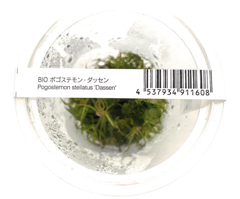 IC026 Pogostemon stellatus 'Dassen'