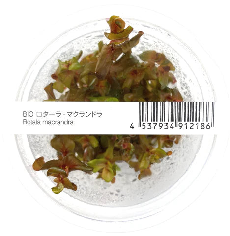 IC010 Rotala macrandra