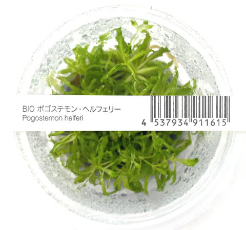 IC035 Pogostemon helferi