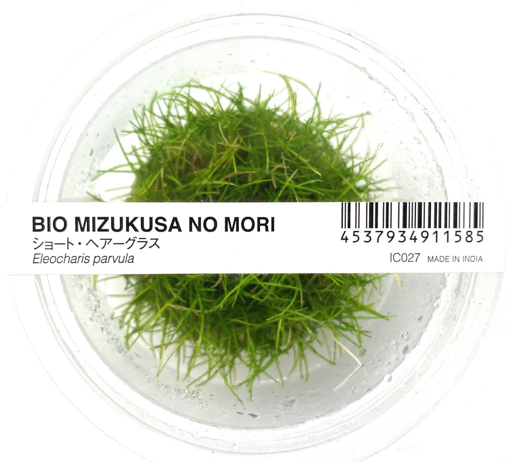 IC027 Eleocharis acicularis sp Mini