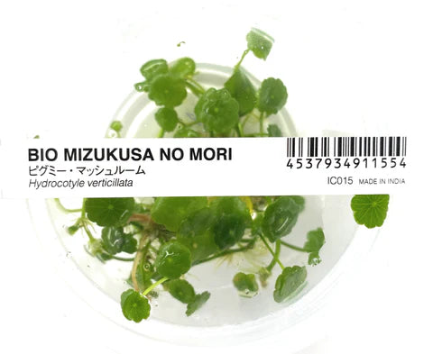 IC015 Hydrocotyle verticillata