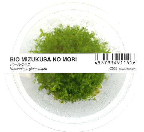 IC022 Micranthemum glomeratum