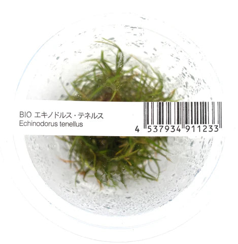 IC076 Helanthium tenellum