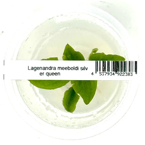 IC226 Lagenandra meeboldii 'Silver queen'