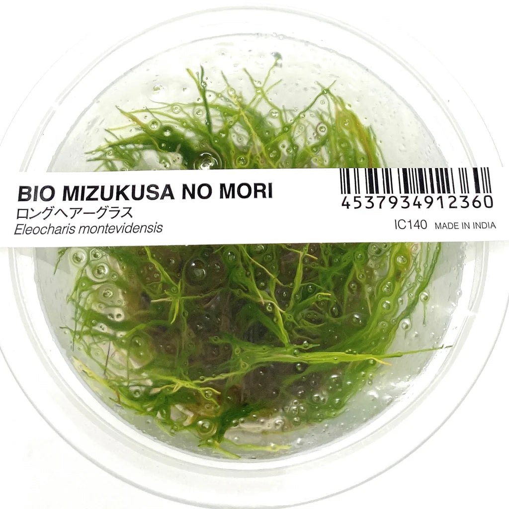 IC140 Eleocharis montevidensis (Giant Hairgrass)