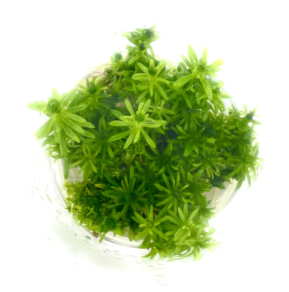 IC405 Pogostemon erectus