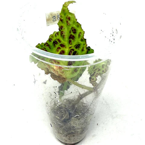 LC138 Begonia dracopelta