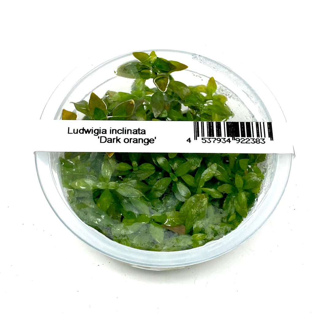 IC442 Ludwigia inclinata 'Dark Orange'