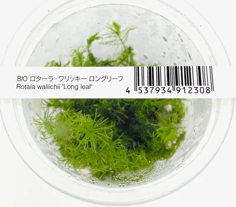 IC389 Rotala wallichii 'Long leaf'
