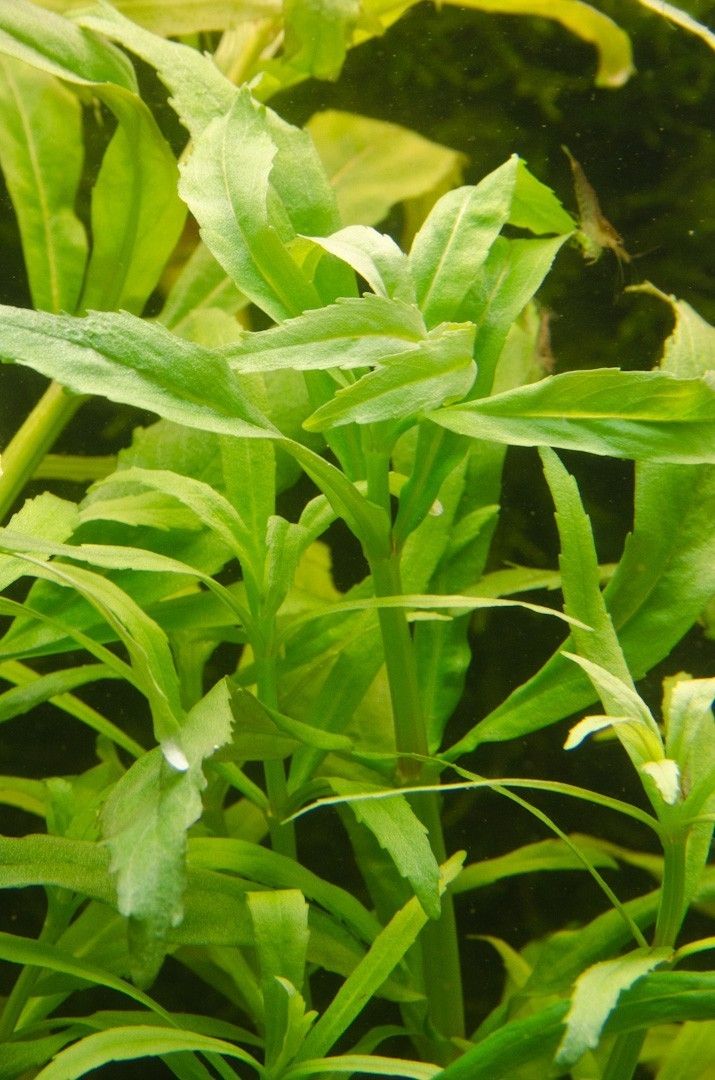 pogostemon sampsonii (cf. pumilus)
