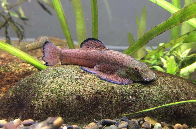 Purple Hillstream loach